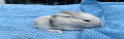 Mini Lop rabbits for sale: Stunning mini lops for sale  - Advert 6