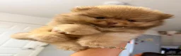 Pomeranian dogs for sale: 🧸 Exceptional Teddy Bear Boys  Rare Colours👑 - Advert 8