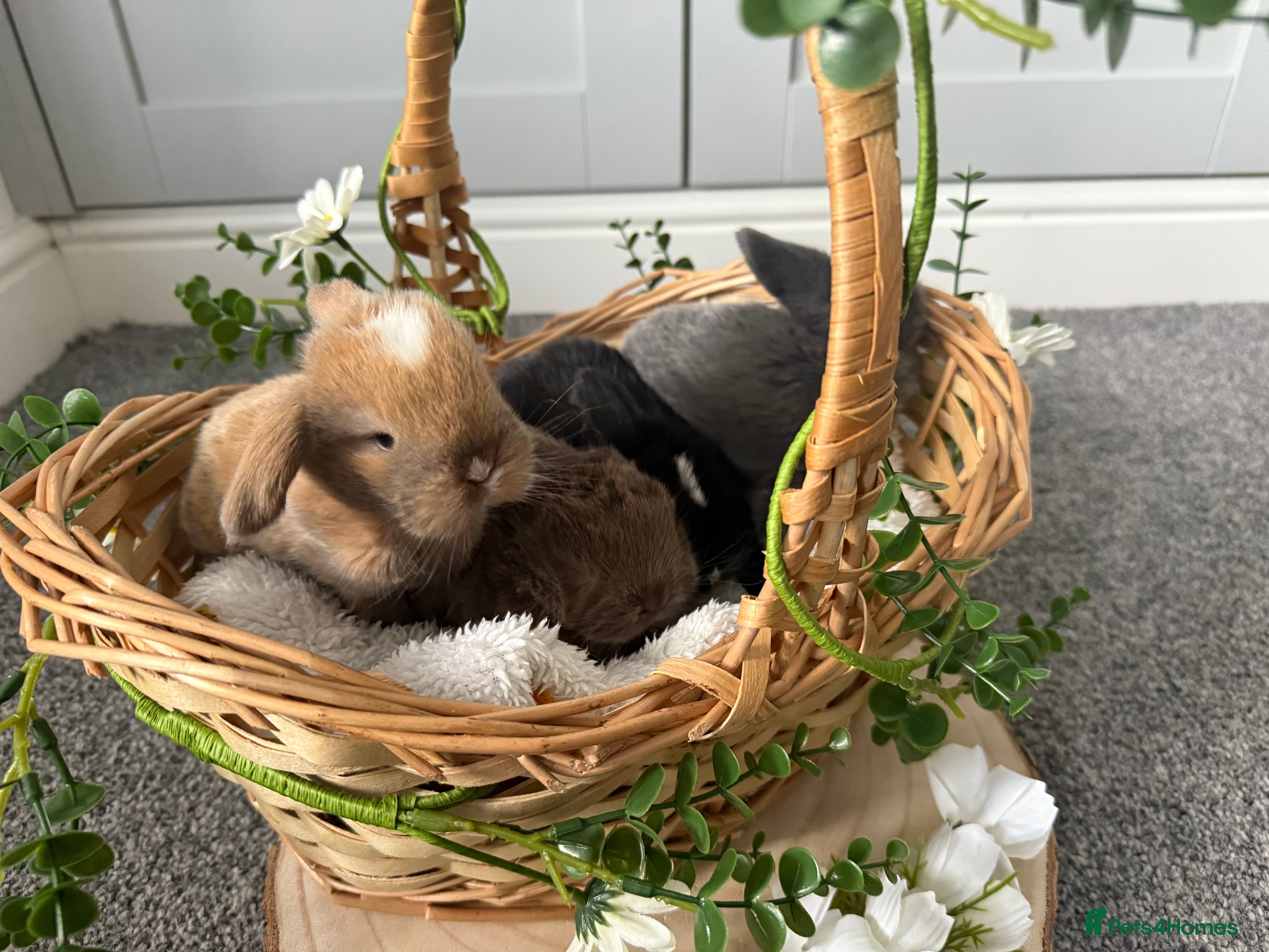 Mini Lop rabbits Beautiful mini lops available to reserve  - Advert 1