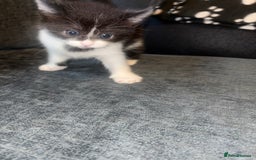 Mixed Breed cats for sale: Kittens for sale  - Image 6