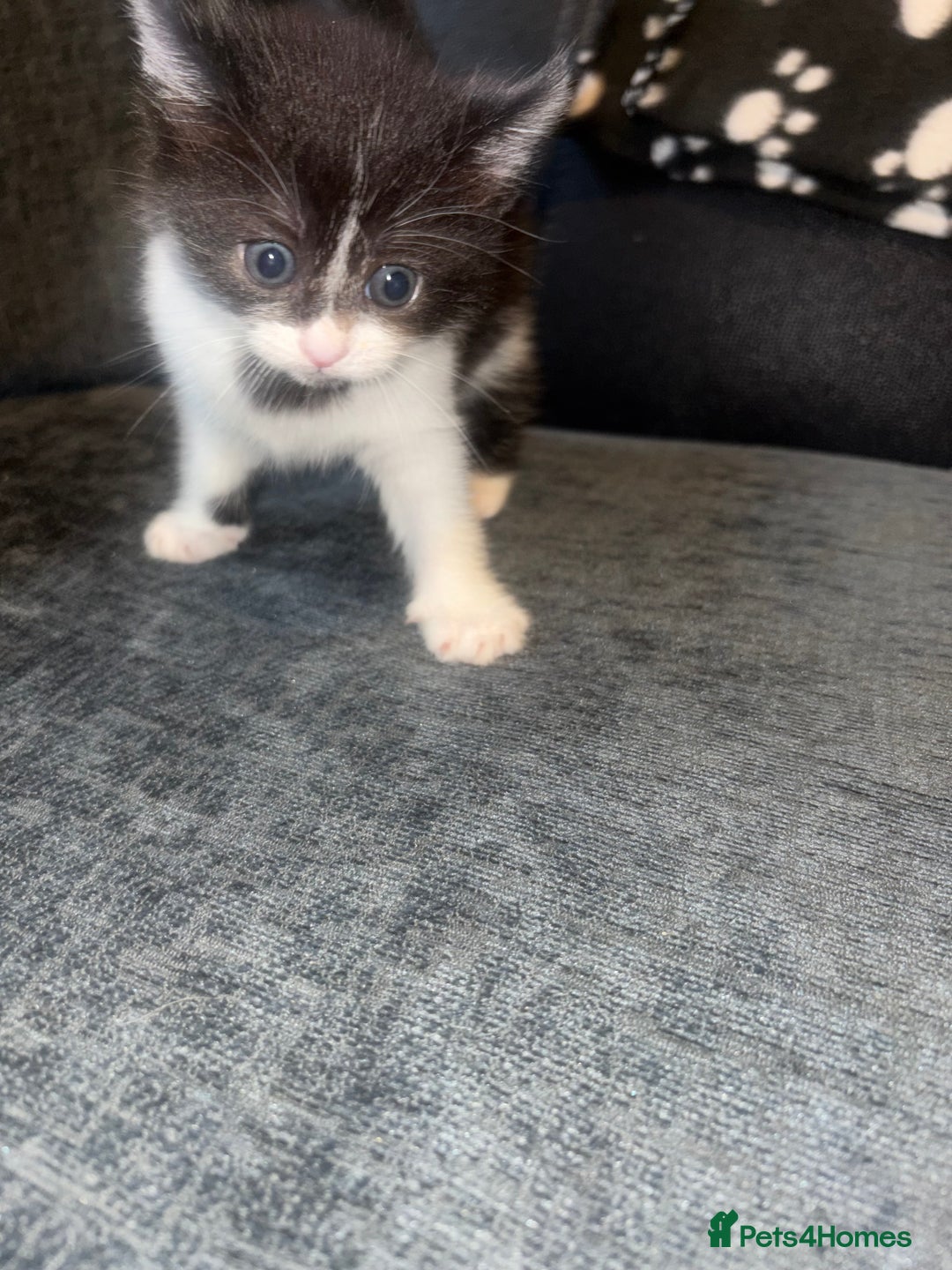 Mixed Breed cats for sale: Kittens for sale  - Image 6