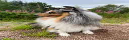 Shetland Sheepdog dogs for sale: Shy Sheltie Girl in Girvan - Advert 2
