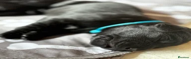 Labrador Retriever Puppy 7