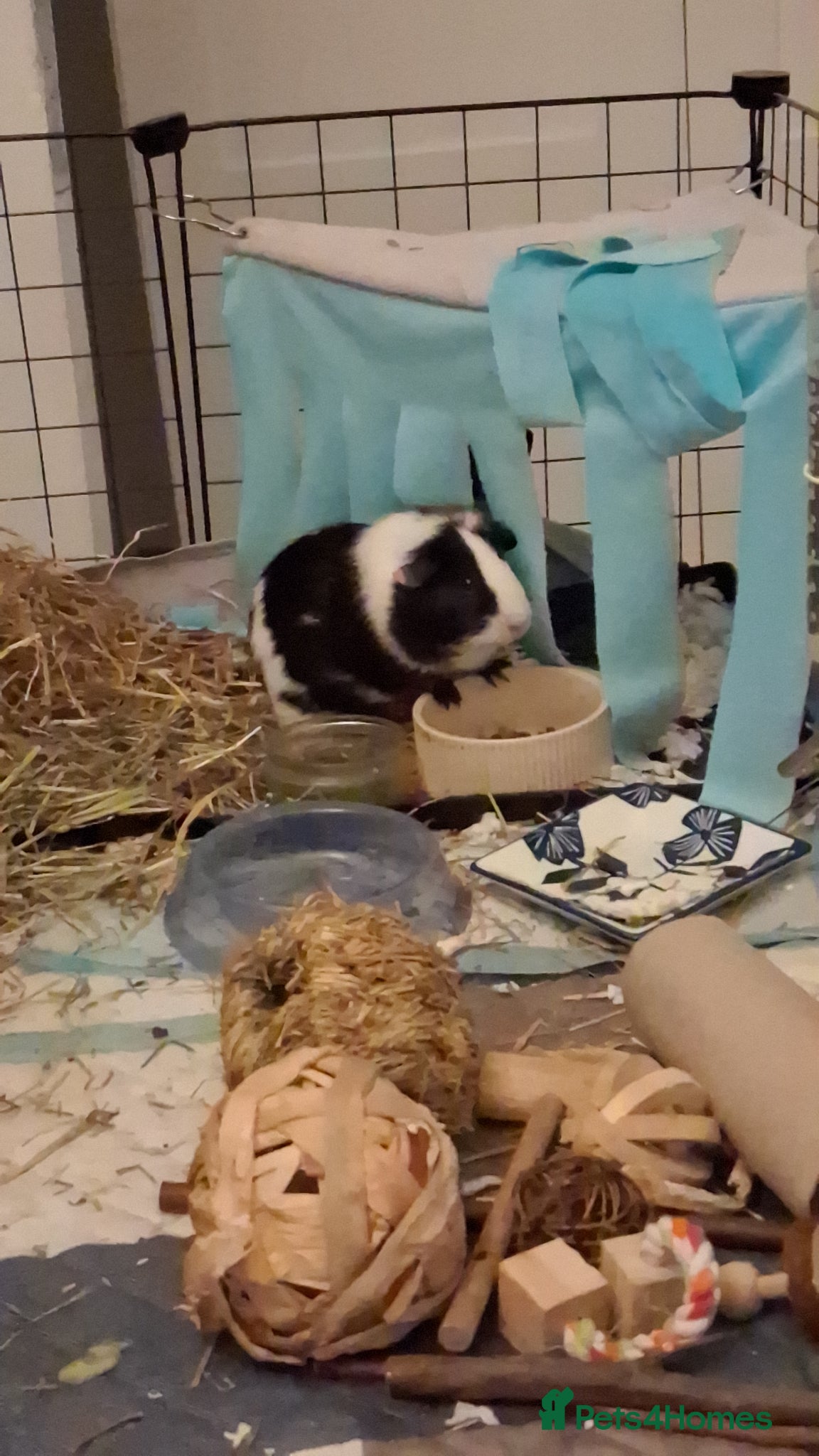 Guinea Pig rodents 2 Guinea pigs with cage  - Advert 1