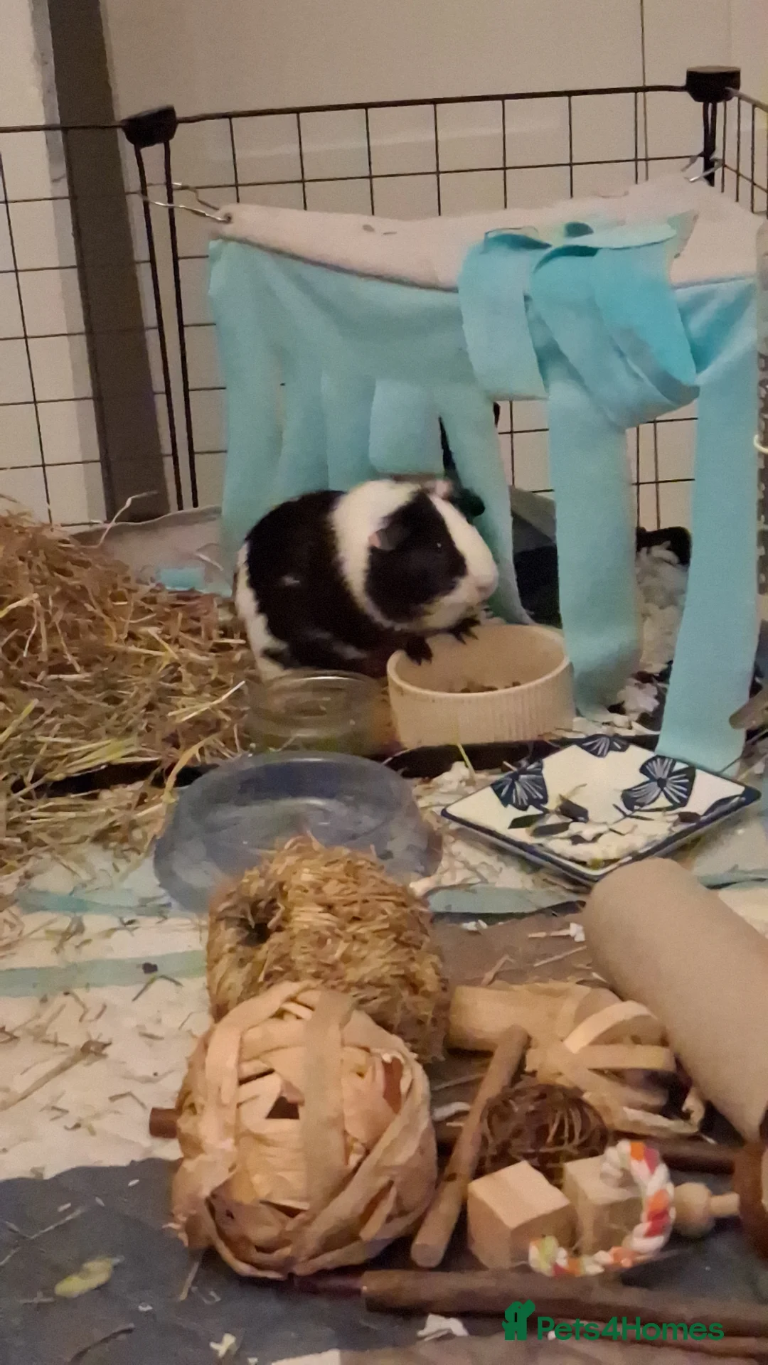 Guinea Pig rodents for sale: 2 Guinea pigs with cage  - Advert 1