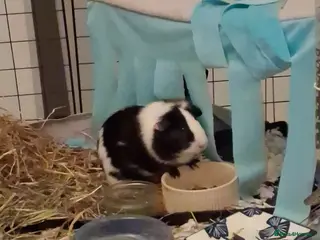 Guinea Pig rodents 2 Guinea pigs with cage - Advert 1