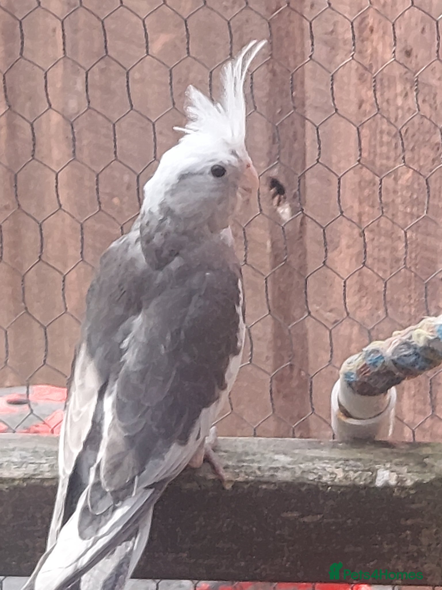 Cockatiels birds for sale: Cockateils for sale in Liverpool - Advert 2
