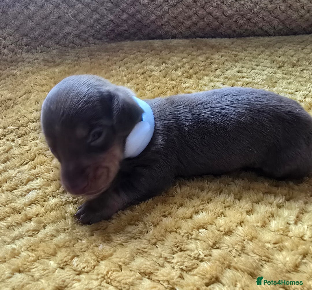 Miniature Dachshund dogs for sale: KC registered miniature dachshund puppies - Image 5