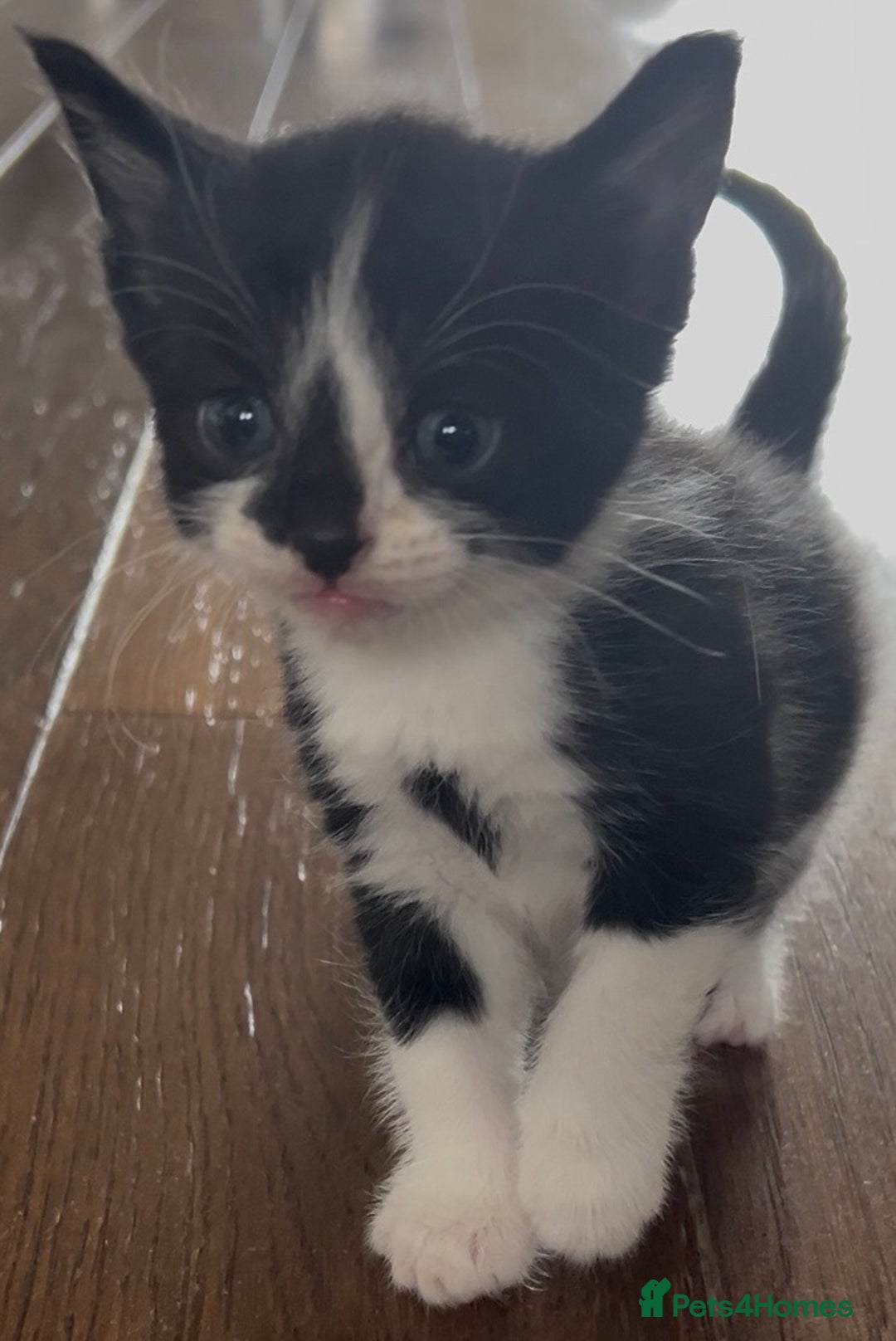 Domestic Shorthair cats for sale: Female Kitten  - Image 4