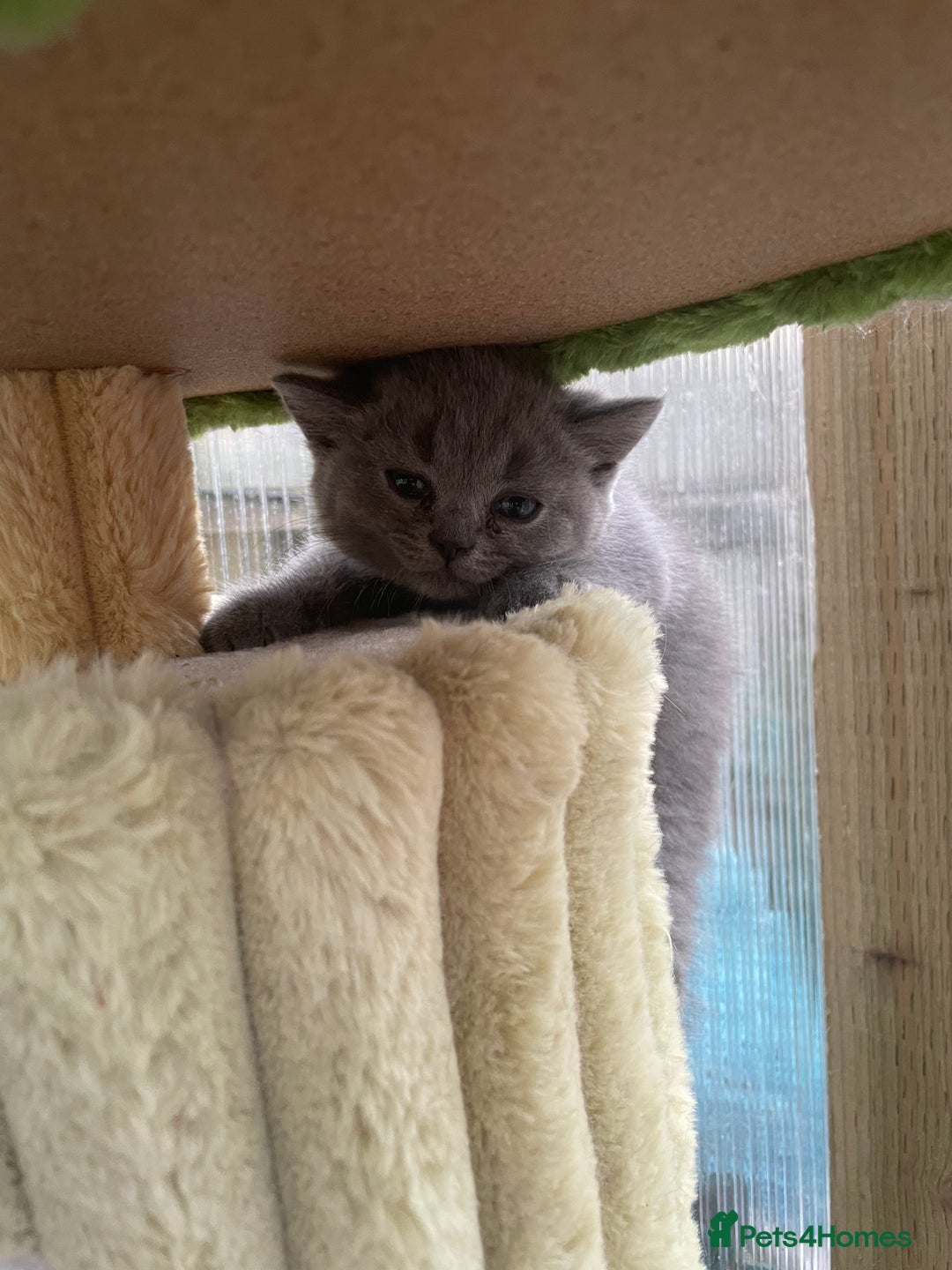 British Shorthair cats for sale: Four tiny heart-stealers looking for loving home - Image 13