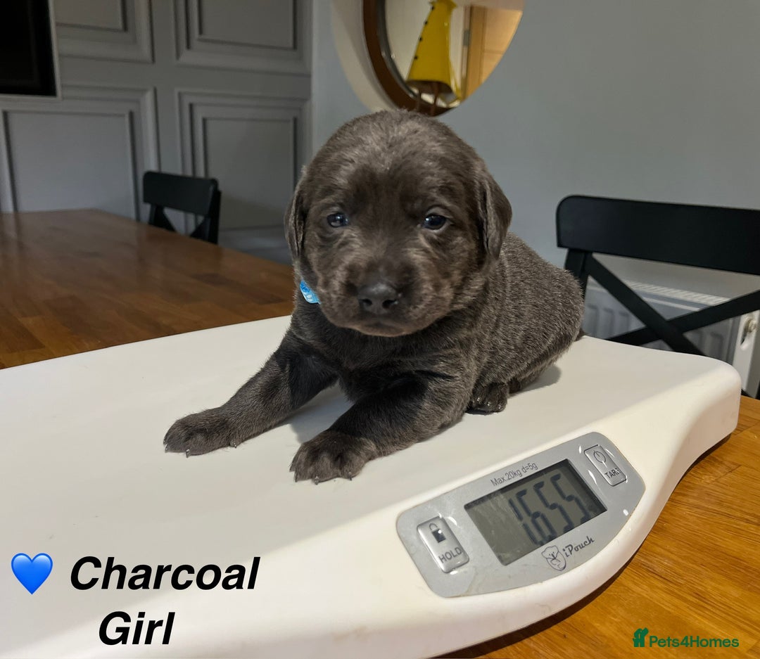 Labrador Retriever dogs for sale: Stunning litter of Silver & Charcoal Lab pups  - Image 15