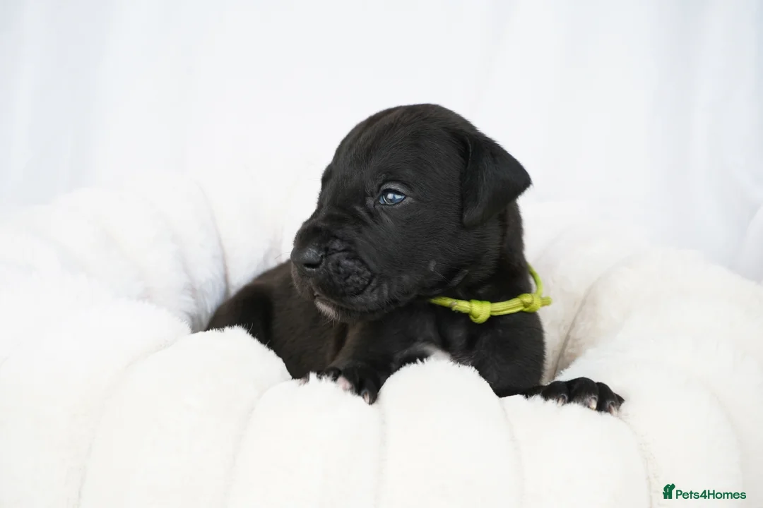 Great Dane dogs for sale: Health Tested KC reg Great Dane puppies - Advert 16