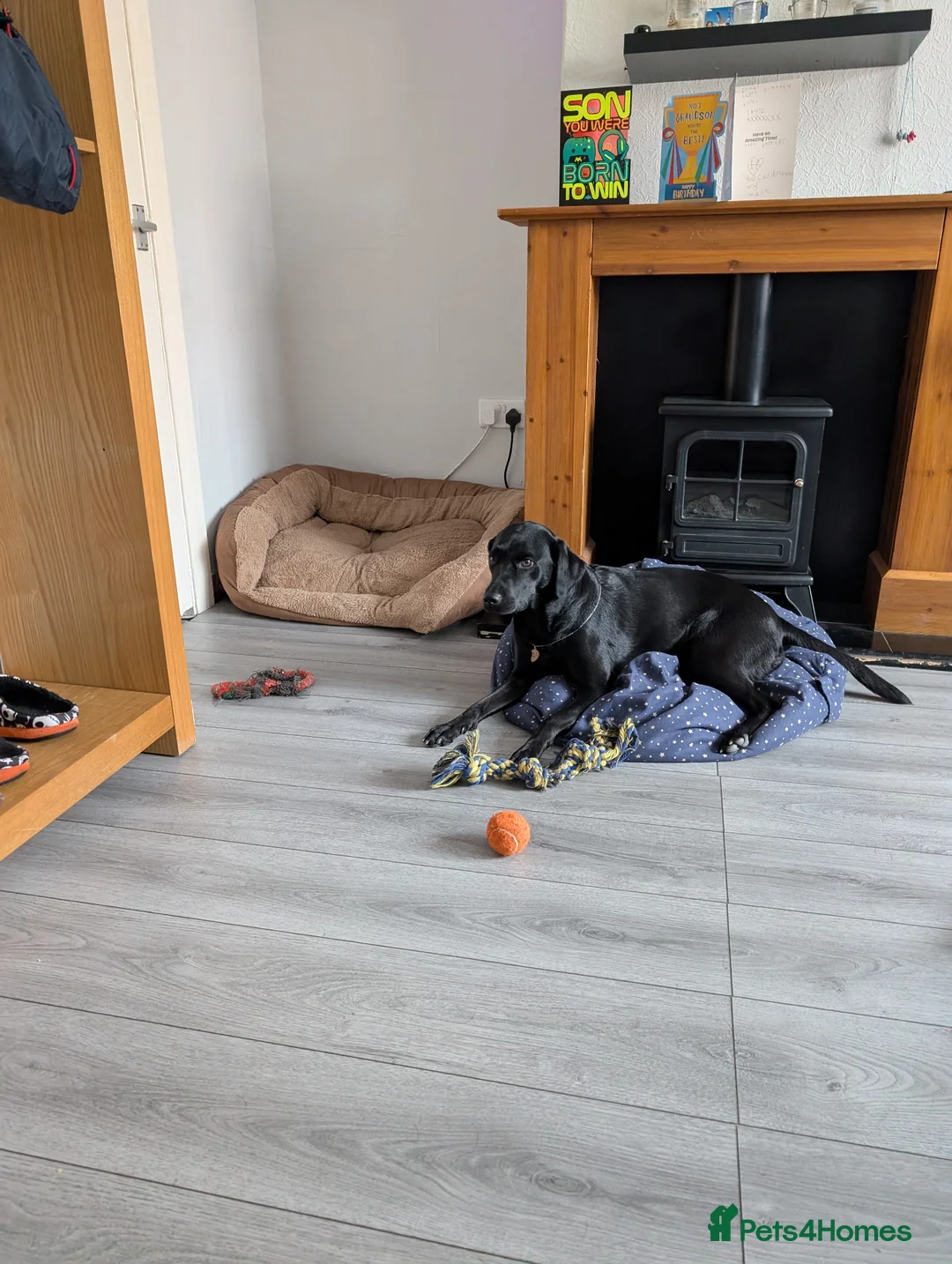 Labrador Retriever dogs for sale: Bella - Advert 1