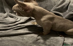 French Bulldog dogs for sale: Pedigree  French bulldogs ready to leave  - Image 23