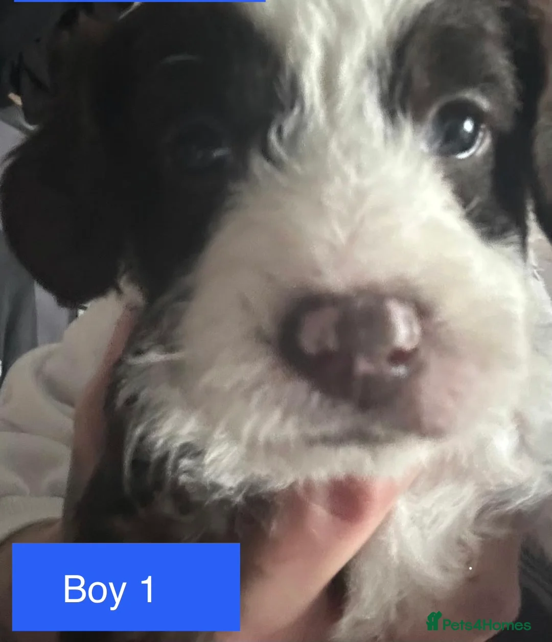 Mixed Breed dogs for sale: Airedale X Cockapoo  - Advert 3