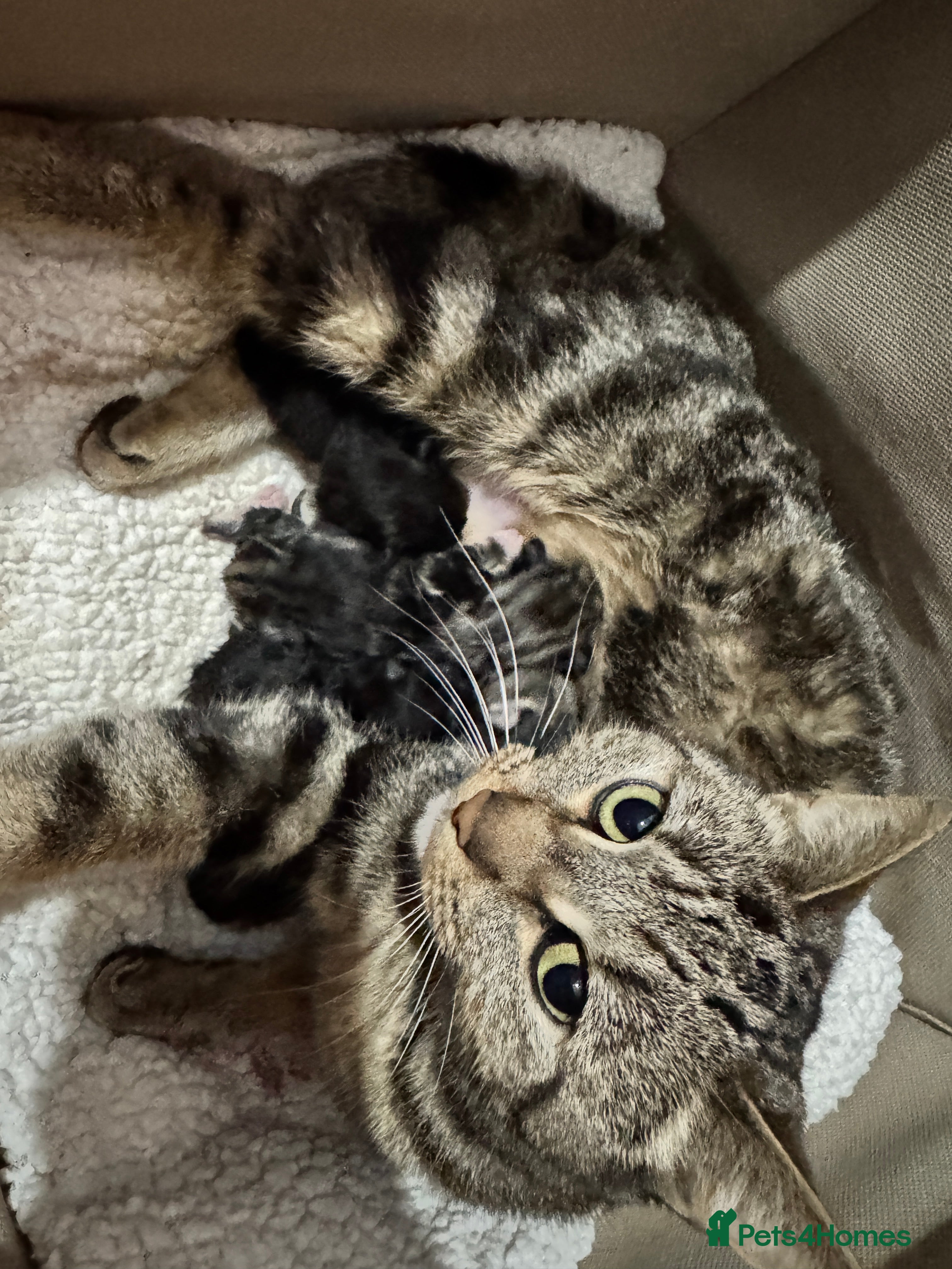 Domestic Shorthair cats Beautiful Kittens - Ready Now 🐱 - Advert 7