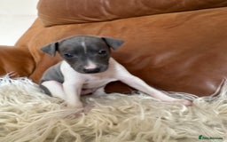 Mixed Breed dogs for sale: Adorable whippet x Italian greyhound pups !!! - Image 5