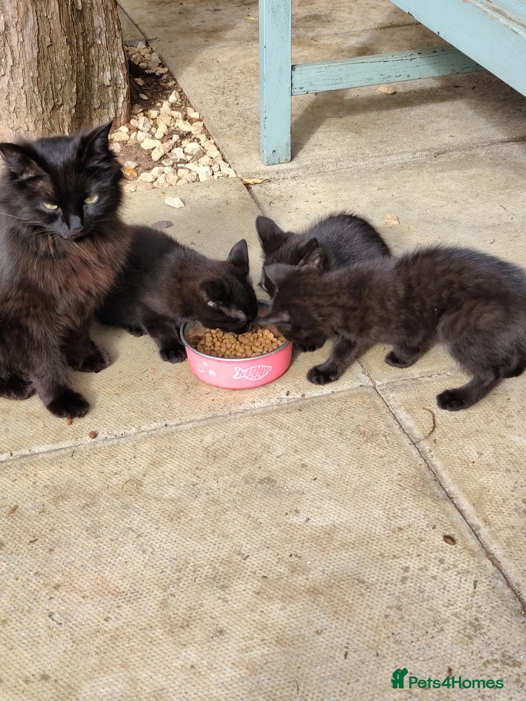 British Longhair cats for sale: Kittens  in Northampton - Advert 4