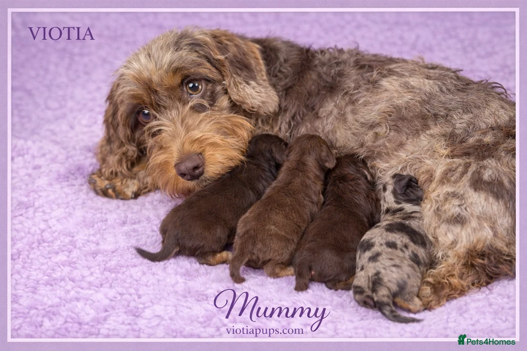 Miniature Dachshund dogs for sale: Ready now miniature dachshund  in Castle Douglas - Advert 6