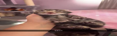 Domestic Shorthair 4