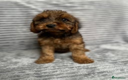 Cockapoo dogs for sale: Adorable Cockapoos looking for forever homes - Image 18