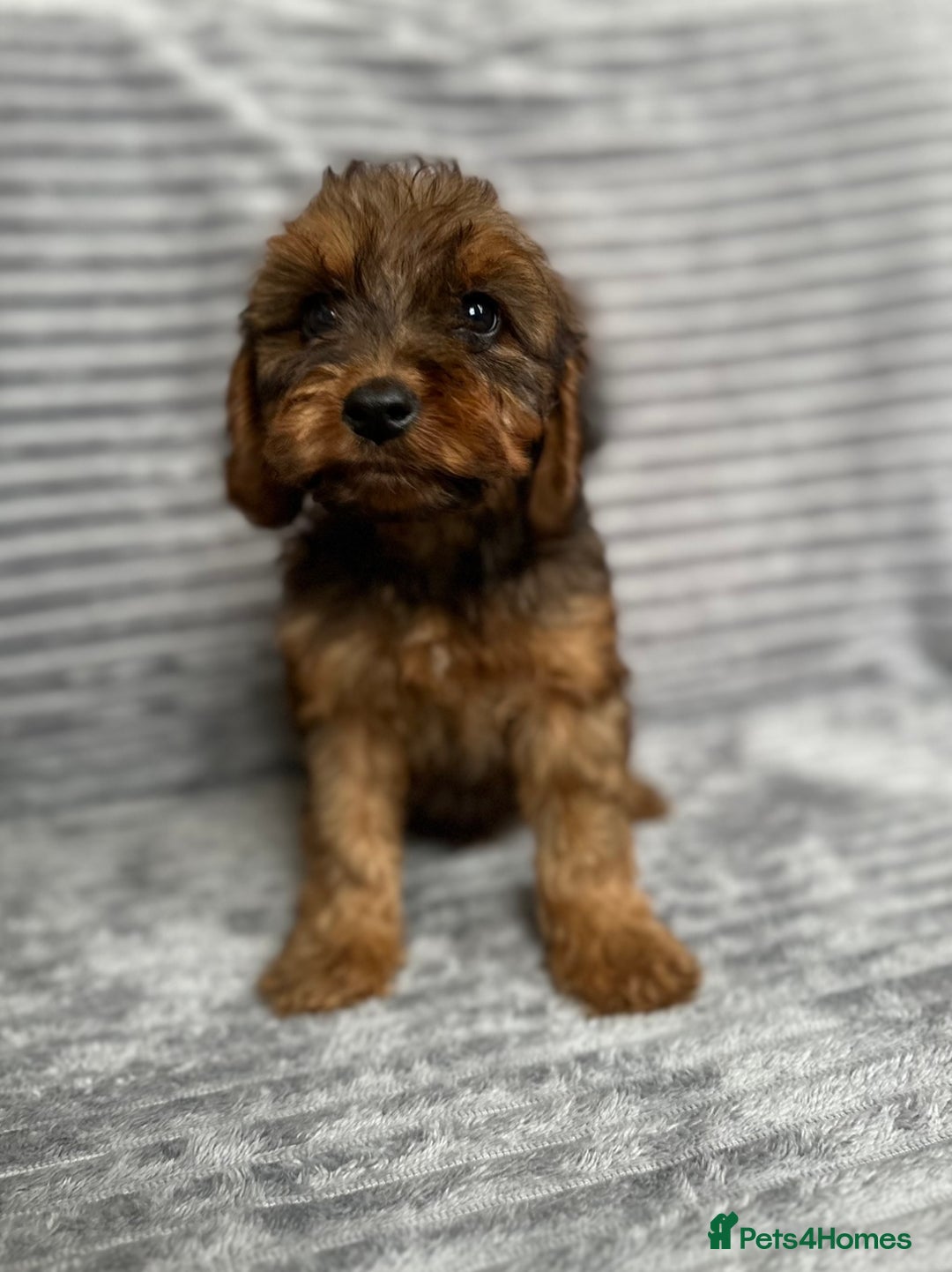 Cockapoo dogs for sale: Adorable Cockapoos looking for forever homes - Image 18