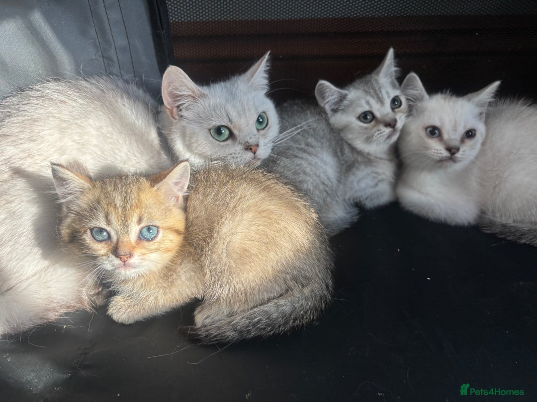 British Shorthair cats for sale: 1 BSH colour point & 4 rainbow BSH Chinchillas - Image 3