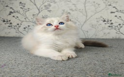 Ragdoll cats for sale: Regional Winner READY TO Go LAST BOY AND GIRL - Image 15