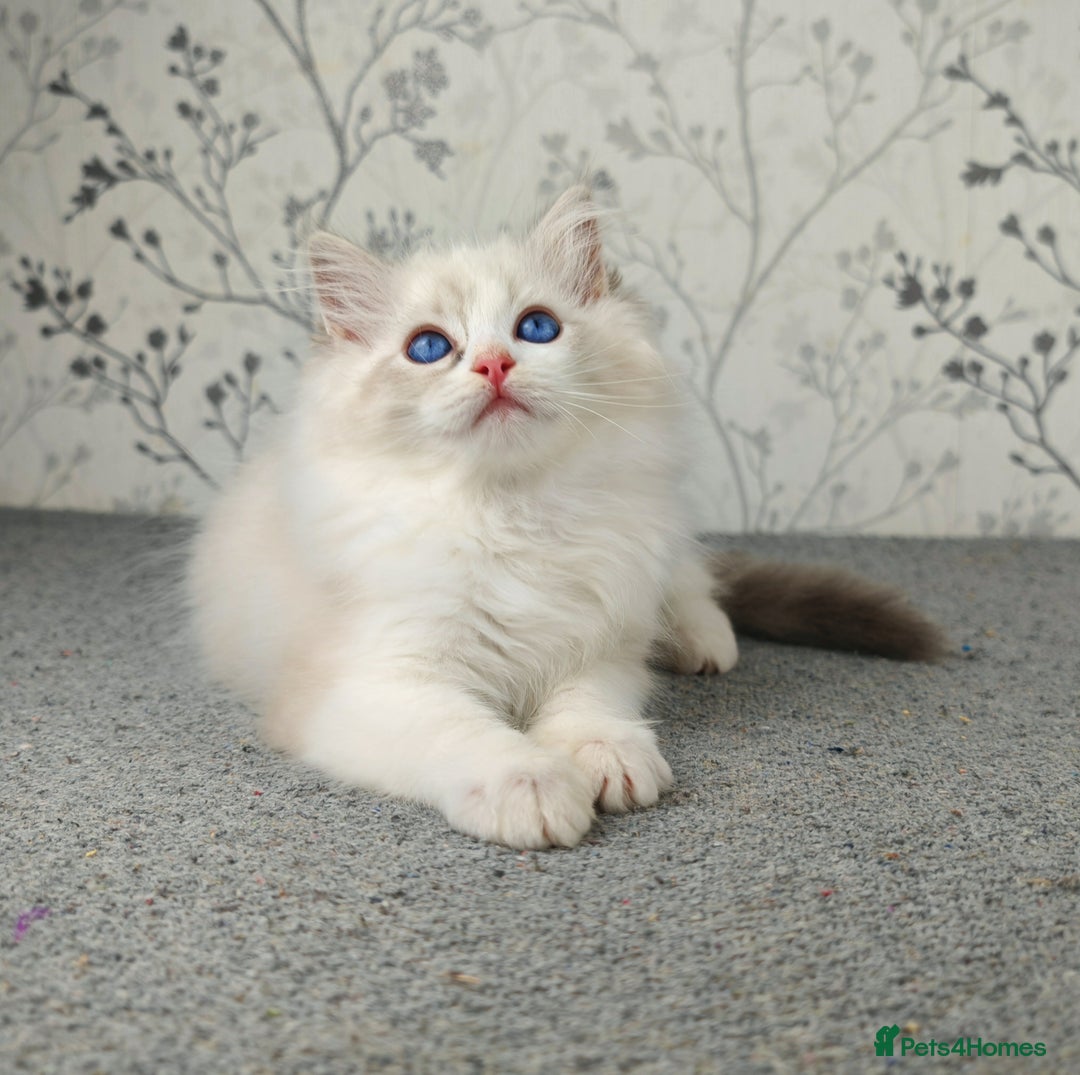 Ragdoll cats for sale: Regional Winner READY TO Go LAST BOY AND GIRL - Image 15