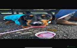 Miniature Dachshund dogs for stud: Beautiful Black and Tan for Stud - Image 3