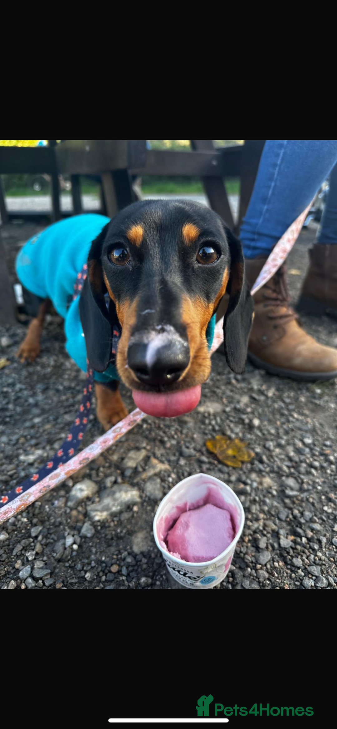 Miniature Dachshund dogs for stud: Beautiful Black and Tan for Stud - Image 3