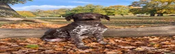 German Shorthaired Pointer dogs for sale: Exceptional KC GSP Puppies  - Advert 14