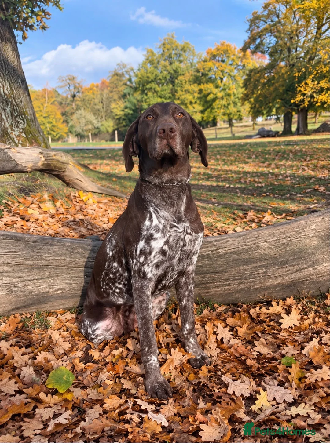 German Shorthaired Pointer dogs for sale: Exceptional KC GSP Puppies  - Advert 14