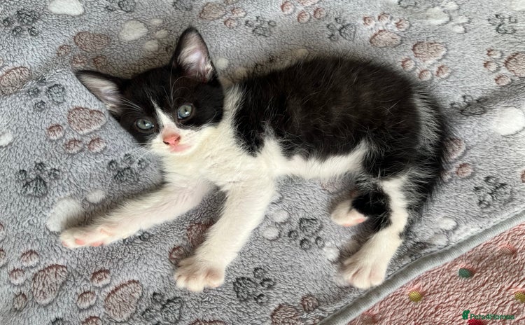 Mixed Breed cats - Advert 4