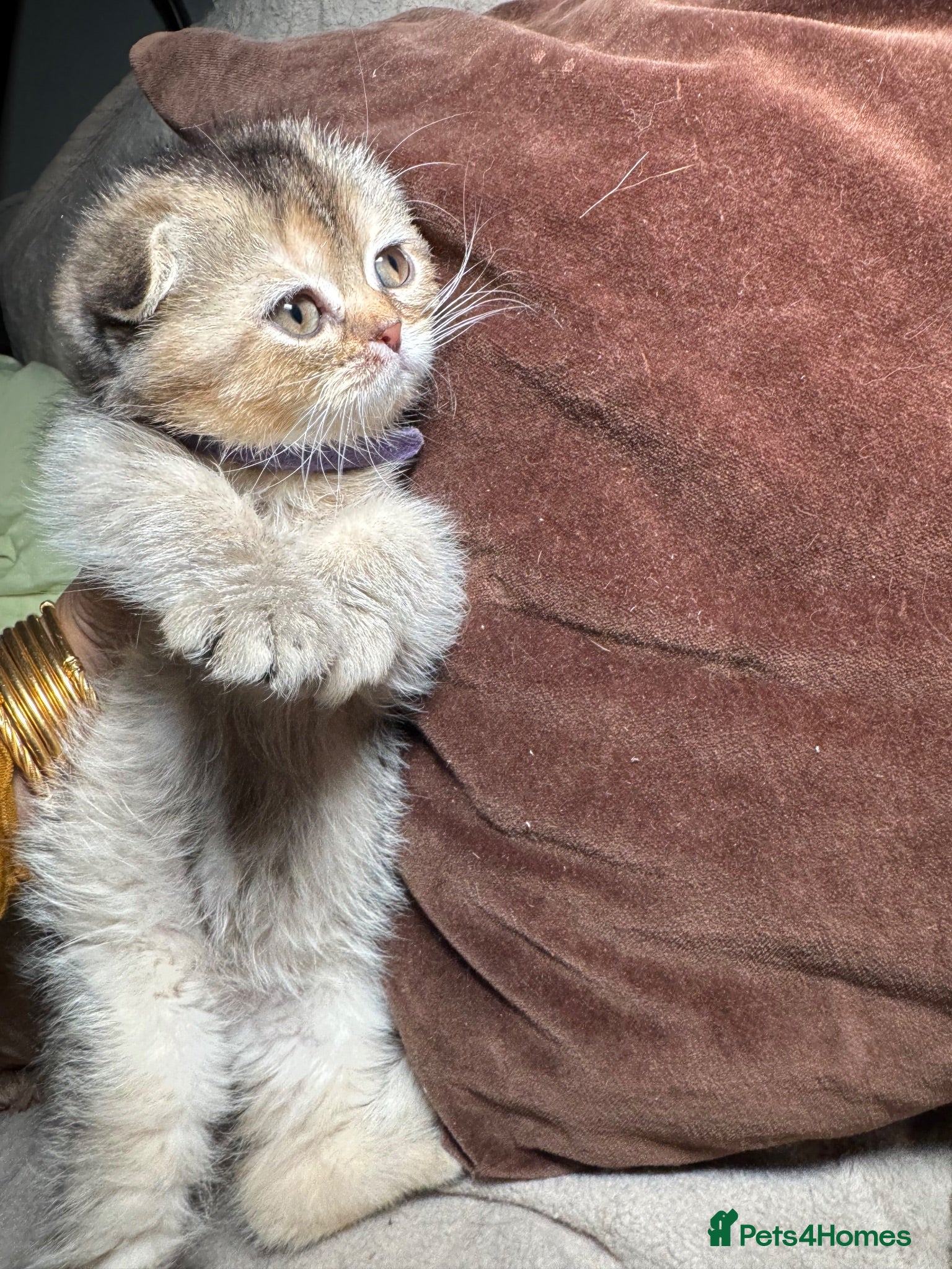 Scottish Fold cats Scottish fold and British shorthair kittens £400 - Advert 2