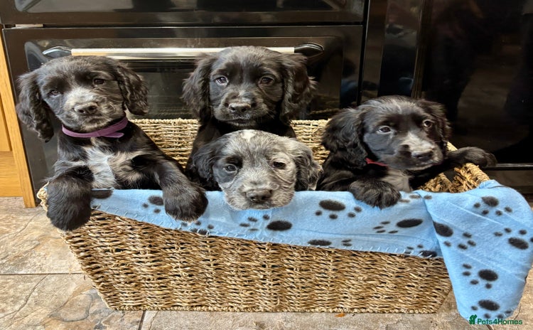 Cocker Spaniel dogs - Advert 2