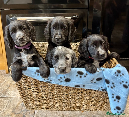 Cocker Spaniel dogs - Advert 2