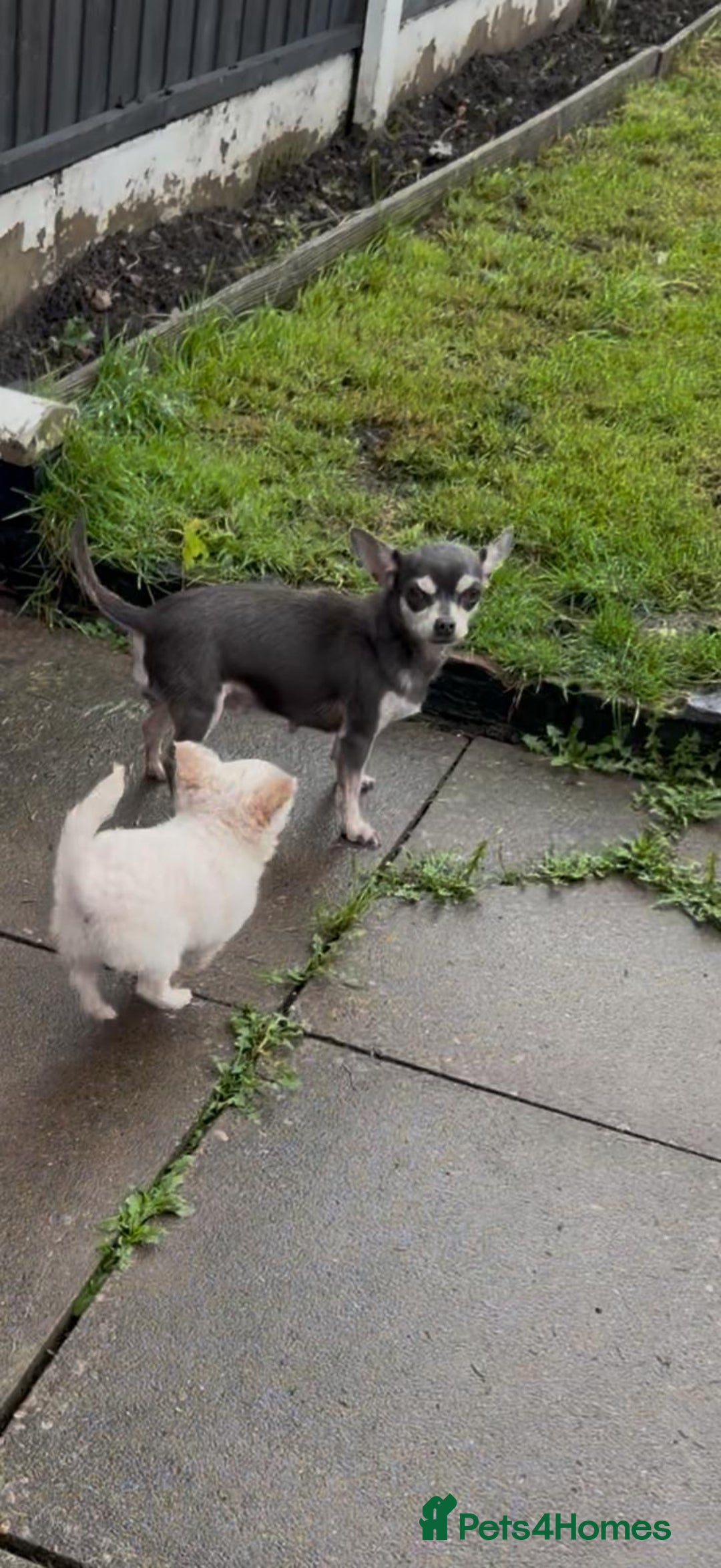 Chihuahua dogs for sale: Chihuahua white long hair  - Image 3