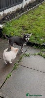 Chihuahua dogs - Advert 3