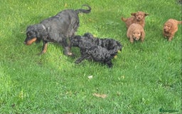 Cockapoo dogs for sale: Gorgeous cockapoo puppies - Image 9