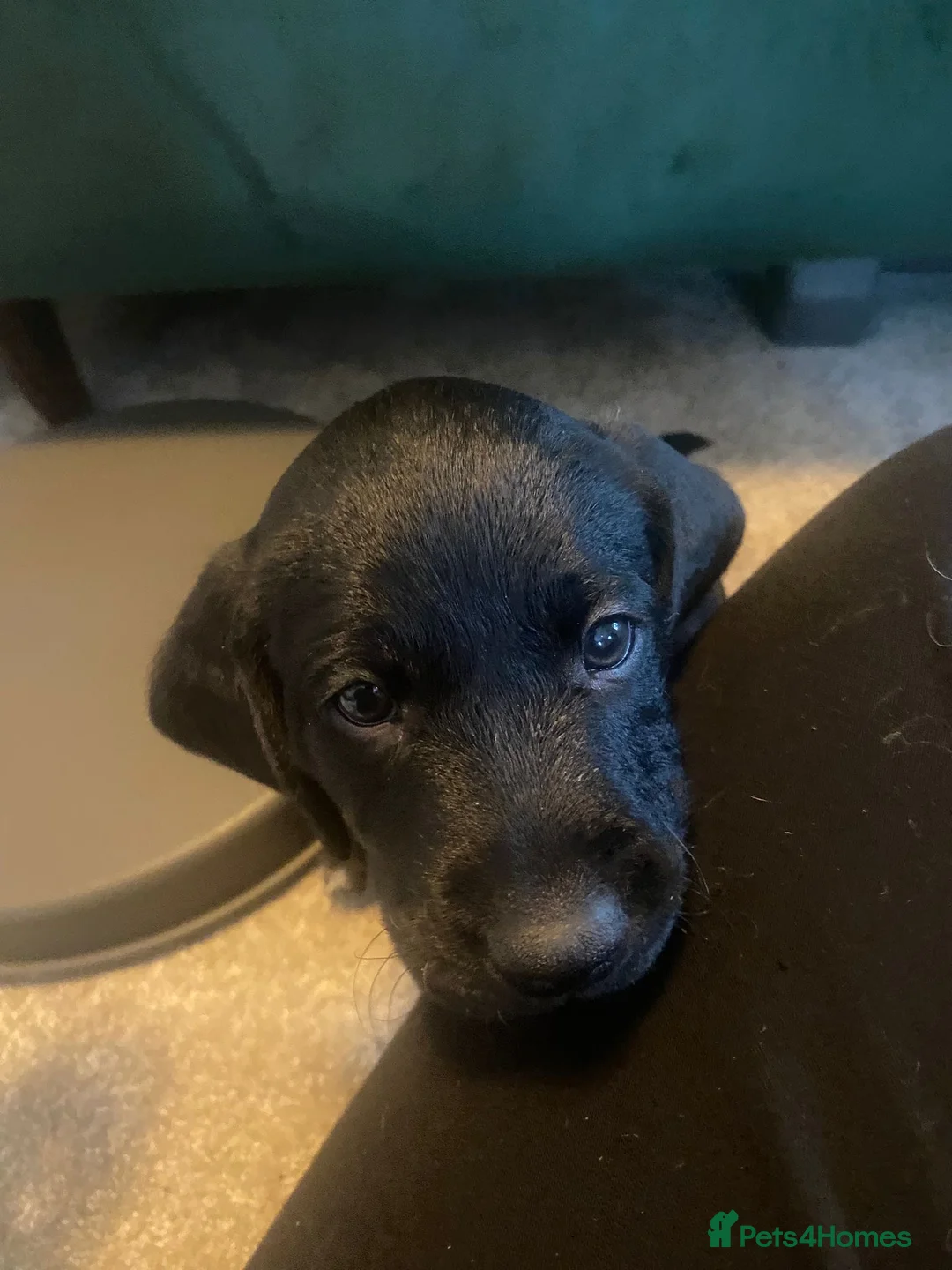 Mixed Breed dogs for sale: CockerDoodleDoo in Market Harborough - Advert 16