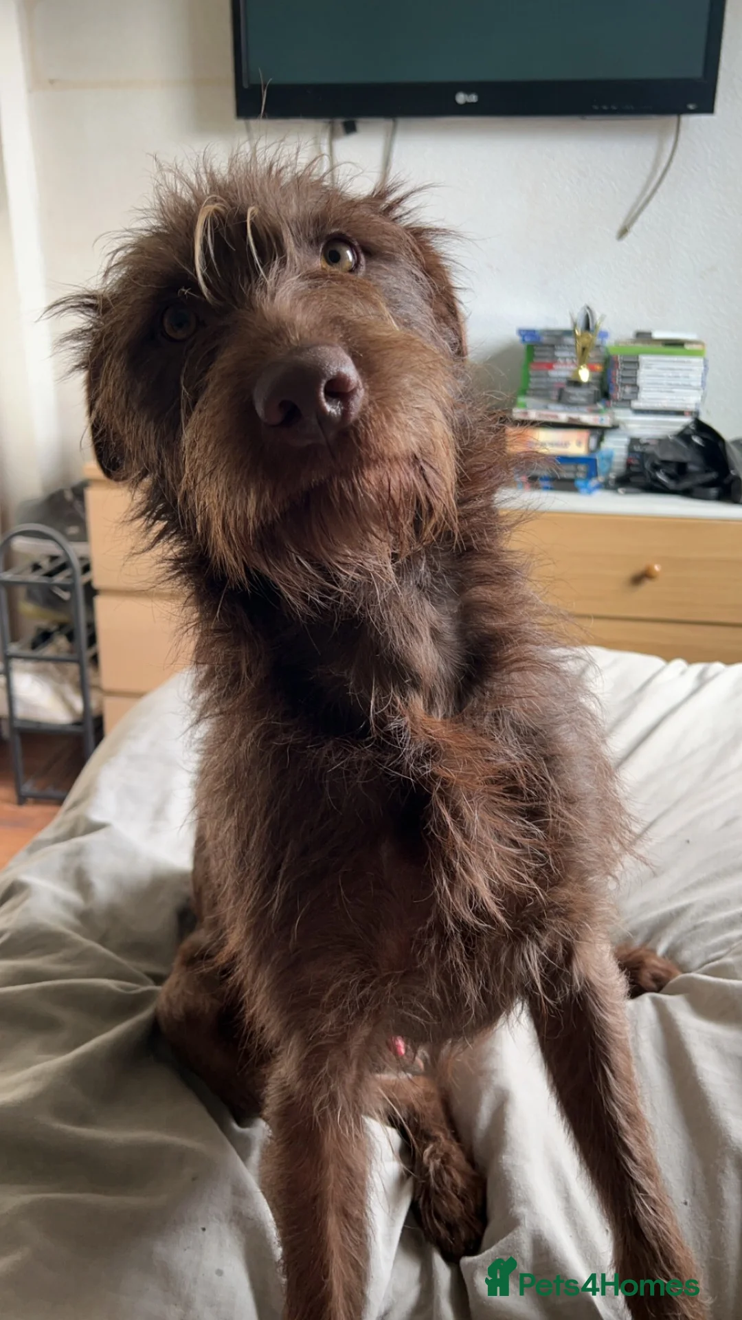Lurcher dogs for sale: Beautiful boy  - Advert 4