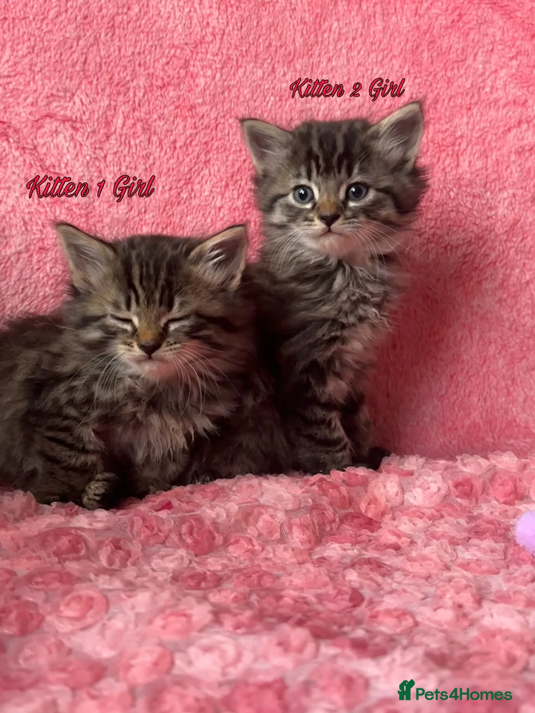 Maine Coon cats for sale: Maine coon cross Kittens❤️ - Advert 3