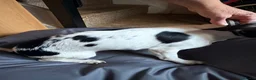 Mixed Breed dogs for sale: Schweenie boys  in Bury Saint Edmunds - Advert 7