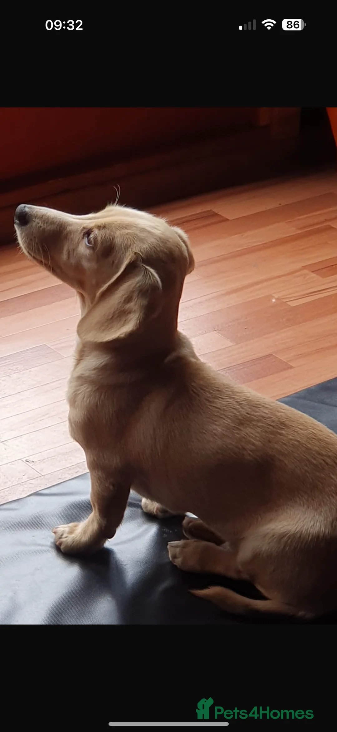 Miniature Dachshund dogs for stud: Smooth Cream Stud (carries long) in Dalry - Advert 3