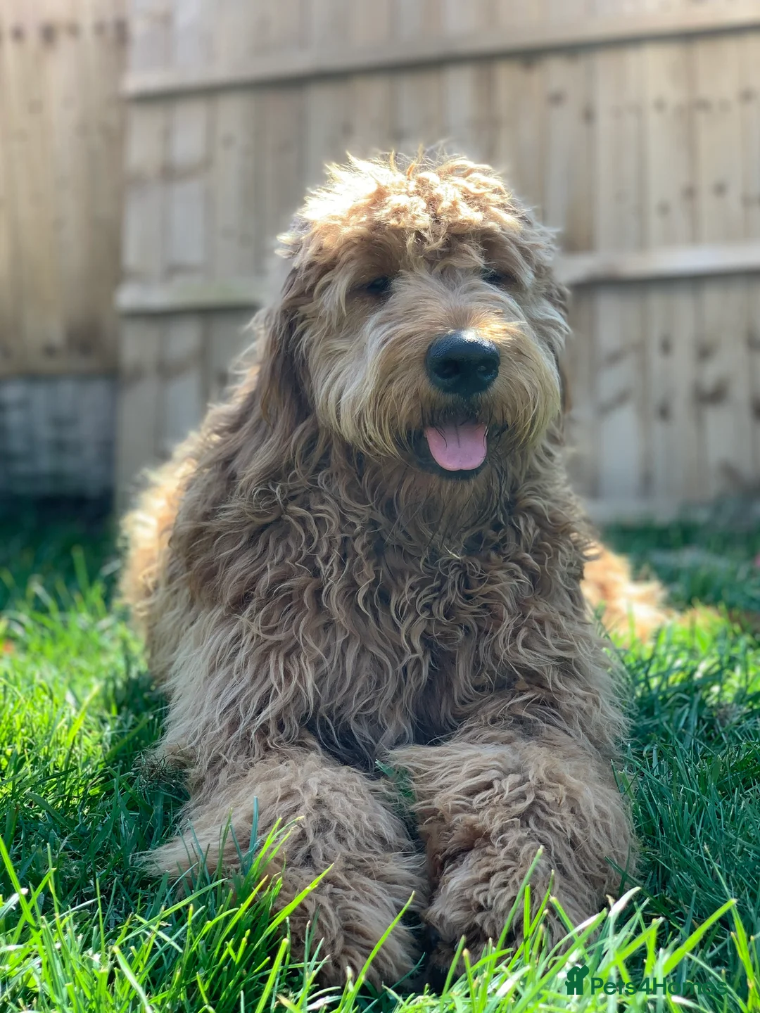 Goldendoodle dogs for stud: Gorgeous F1 Goldendoodle for Stud in Derby - Advert 4