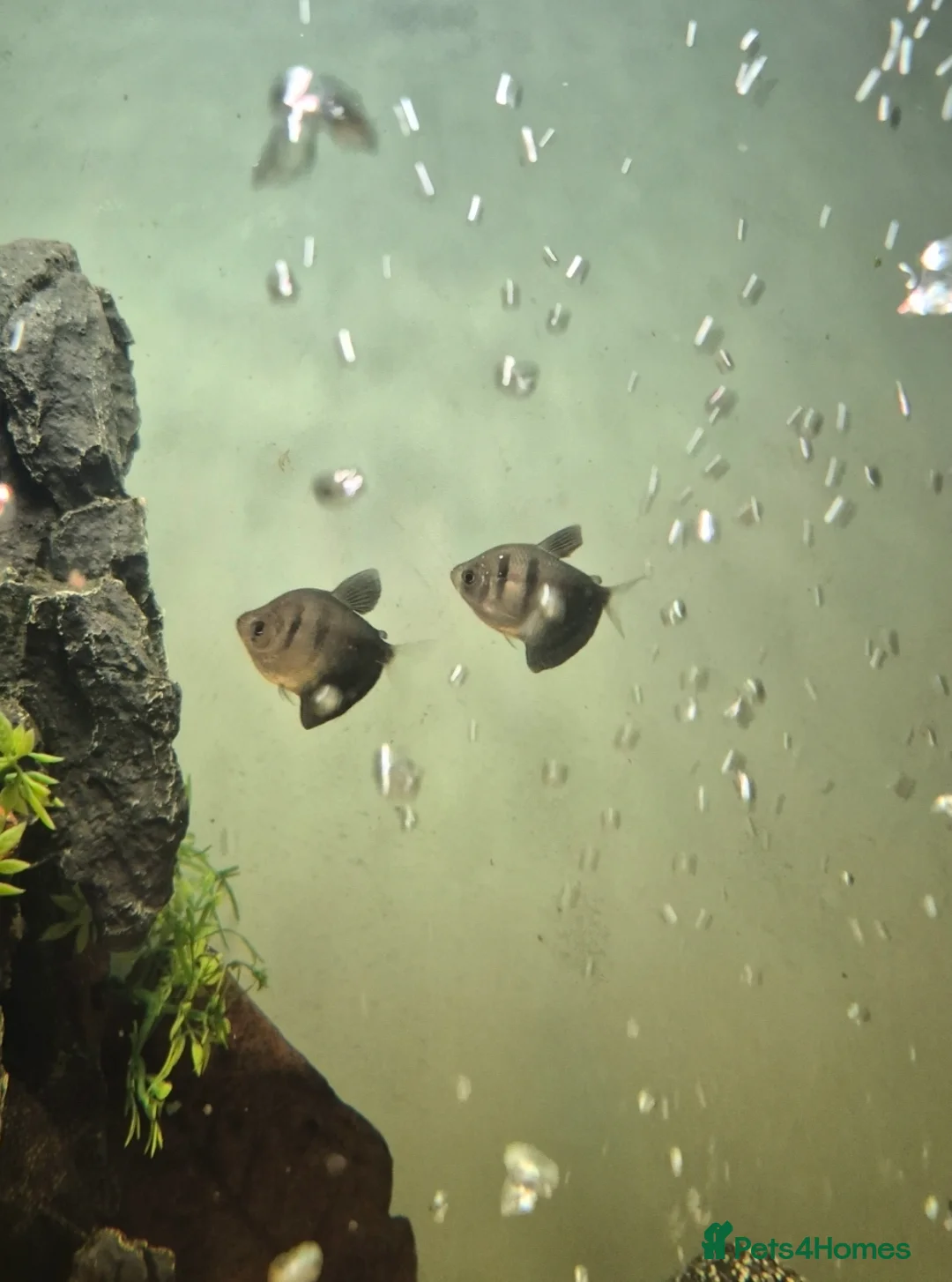 Tetras fish for sale: Tetras - Advert 5