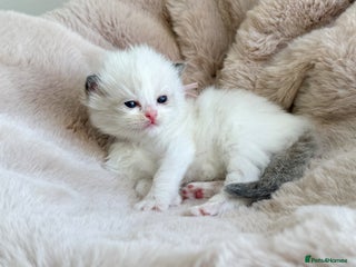 Ragdoll cats ✨ 4 Gorgeous Ragdoll Kittens ✨ - Advert 11