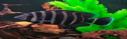 Cichlids fish for sale: Tilapia cichlid  in Liverpool - Advert 1