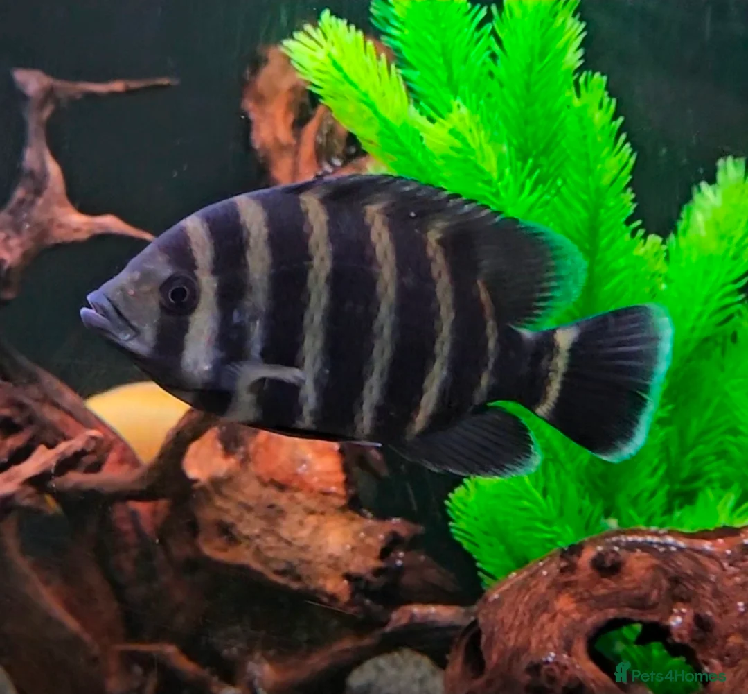 Cichlids fish for sale: Tilapia cichlid  in Liverpool - Advert 1